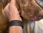 Hand Dog Human body Liver Working animal