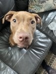 Dog Dog breed Working animal Liver Carnivore