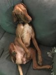 Dog Liver Carnivore Dog breed Fawn