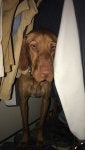 Dog Carnivore Working animal Liver Fawn