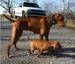 Moose and Phoenix.jpg