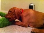 Moose and his gator.JPG