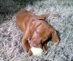 Tyson at 12weeks.jpg
