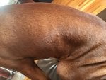 Skin Arm Canidae Muscle Joint