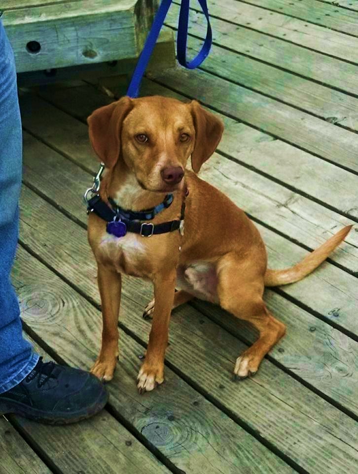 Vizsla beagle shop